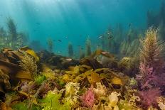 Giant clam mantle detail, Red Sea, Egypt.-Lewis Jefferies-Laminated Photographic Print