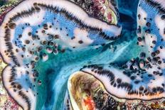 Giant clam mantle detail, Red Sea, Egypt.-Lewis Jefferies-Laminated Photographic Print