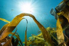 Compass jellyfish feeding on plankton near surface, Cornwall-Lewis Jefferies-Photographic Print