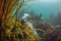 Compass jellyfish feeding on plankton near surface, Cornwall-Lewis Jefferies-Photographic Print