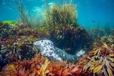 Diverse array of algae species, Falmouth, Cornwall, UK-Lewis Jefferies-Framed Photographic Print