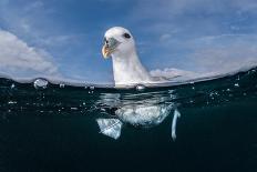 Blue shark portrait, Penzance, Cornwall, Atlantic Ocean-Lewis Jefferies-Photographic Print