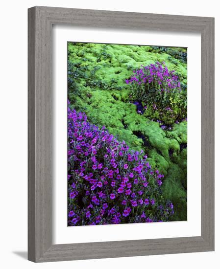 Lewis Monkeyflower, Mt. Rainier National Parks, Washington, USA-Charles Gurche-Framed Photographic Print