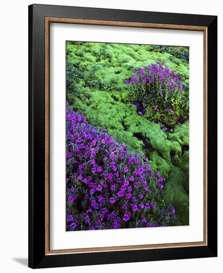 Lewis Monkeyflower, Mt. Rainier National Parks, Washington, USA-Charles Gurche-Framed Photographic Print