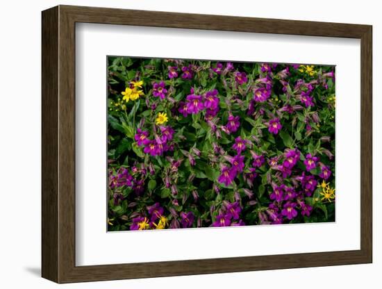 Lewis Monkeyflowers and Arnica Wildflowers in Glacier National Park, Montana, USA-Chuck Haney-Framed Photographic Print