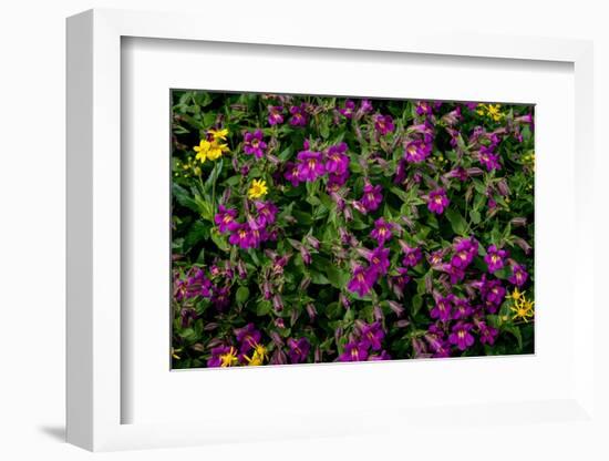 Lewis Monkeyflowers and Arnica Wildflowers in Glacier National Park, Montana, USA-Chuck Haney-Framed Photographic Print