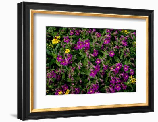 Lewis Monkeyflowers and Arnica Wildflowers in Glacier National Park, Montana, USA-Chuck Haney-Framed Photographic Print