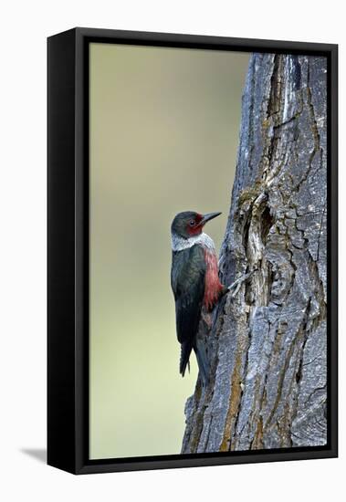 Lewis's Woodpecker (Melanerpes Lewis), Okanogan County, Washington, United States of America-James Hager-Framed Premier Image Canvas