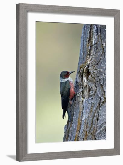 Lewis's Woodpecker (Melanerpes Lewis), Okanogan County, Washington, United States of America-James Hager-Framed Photographic Print