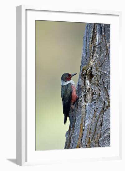 Lewis's Woodpecker (Melanerpes Lewis), Okanogan County, Washington, United States of America-James Hager-Framed Photographic Print