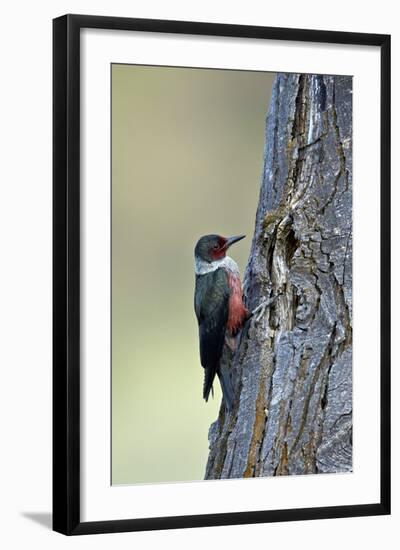 Lewis's Woodpecker (Melanerpes Lewis), Okanogan County, Washington, United States of America-James Hager-Framed Photographic Print