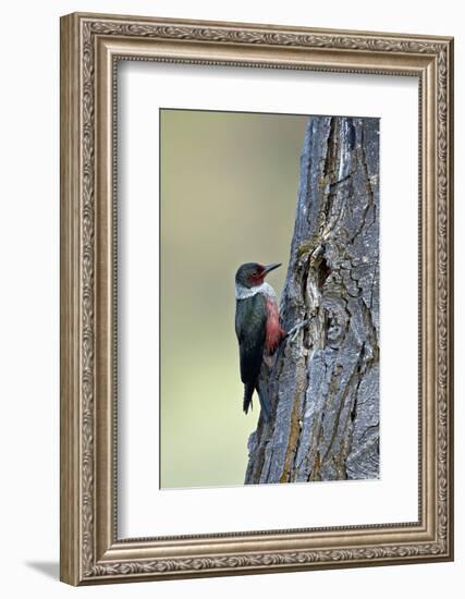 Lewis's Woodpecker (Melanerpes Lewis), Okanogan County, Washington, United States of America-James Hager-Framed Photographic Print