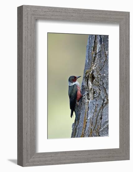 Lewis's Woodpecker (Melanerpes Lewis), Okanogan County, Washington, United States of America-James Hager-Framed Photographic Print