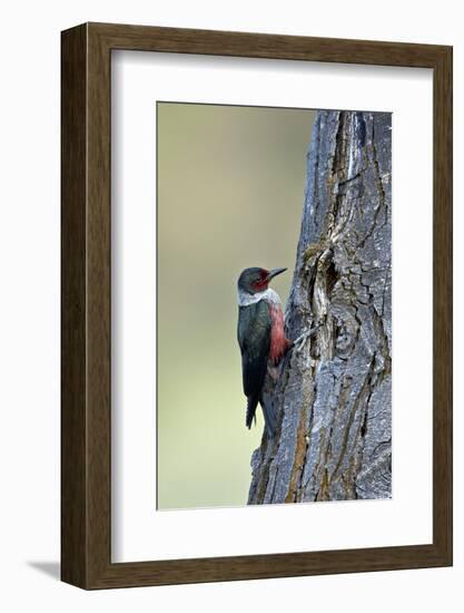 Lewis's Woodpecker (Melanerpes Lewis), Okanogan County, Washington, United States of America-James Hager-Framed Photographic Print