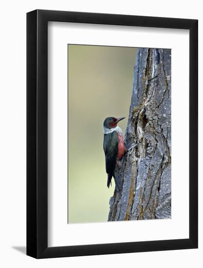 Lewis's Woodpecker (Melanerpes Lewis), Okanogan County, Washington, United States of America-James Hager-Framed Photographic Print