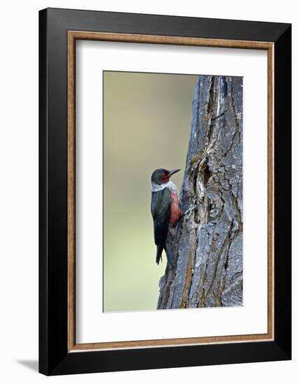 Lewis's Woodpecker (Melanerpes Lewis), Okanogan County, Washington, United States of America-James Hager-Framed Photographic Print