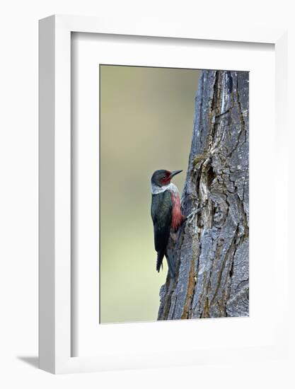 Lewis's Woodpecker (Melanerpes Lewis), Okanogan County, Washington, United States of America-James Hager-Framed Photographic Print