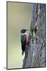 Lewis's Woodpecker (Melanerpes Lewis), Okanogan County, Washington, United States of America-James Hager-Mounted Photographic Print