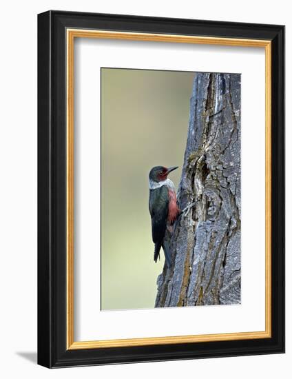 Lewis's Woodpecker (Melanerpes Lewis), Okanogan County, Washington, United States of America-James Hager-Framed Photographic Print