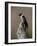 Lewis's Woodpecker (Melanerpes Lewis), Okanogan County, Washington-James Hager-Framed Photographic Print