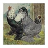 Chickens: Golden Wyandottes-Lewis Wright-Art Print