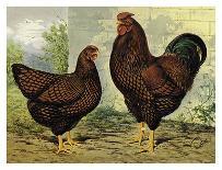 Chickens: Silver-Grey Dorkings-Lewis Wright-Art Print
