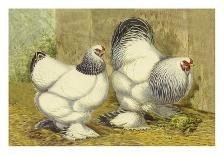 Chickens: Buff Orpingtons-Lewis Wright-Mounted Art Print