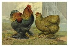 Chickens: Gold Spangled Polish-Lewis Wright-Art Print