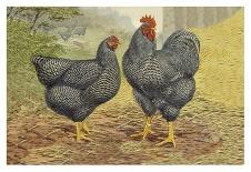 Chickens: Silver Laced Wyandottes-Lewis Wright-Art Print