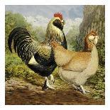 Chickens: Silver Laced Wyandottes-Lewis Wright-Art Print