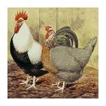 Chickens: Dark Brahmas-Lewis Wright-Art Print