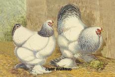 Chickens: Partridge Cochins-Lewis Wright-Art Print