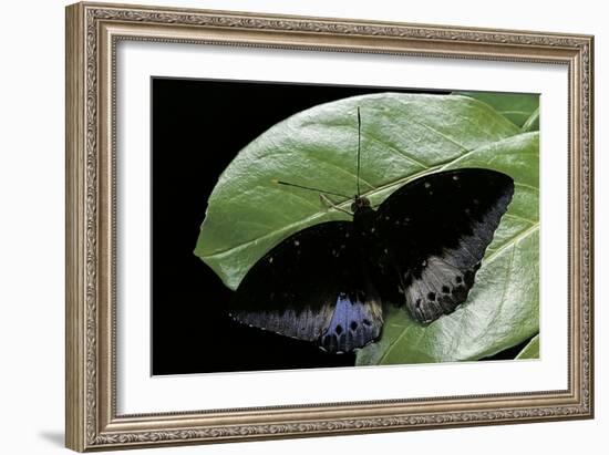 Lexias Dirtea (Archduke) - Male-Paul Starosta-Framed Photographic Print