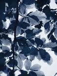 Indigo Leaves-Lexie Greer-Photographic Print