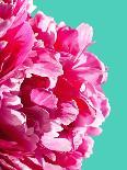 Pink Maidenhair-Lexie Greer-Photographic Print