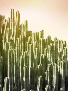 Cactus Wall Art Prints Paintings Art Com