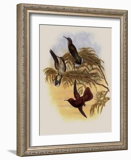 Leybold's Firecrown, Eustephanus Leyboldi-John Gould-Framed Giclee Print