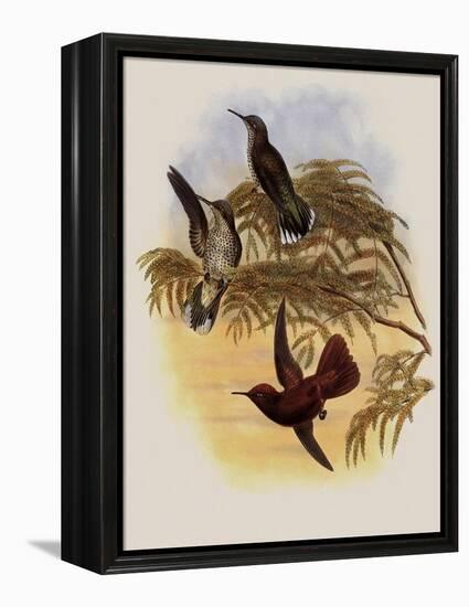 Leybold's Firecrown, Eustephanus Leyboldi-John Gould-Framed Premier Image Canvas