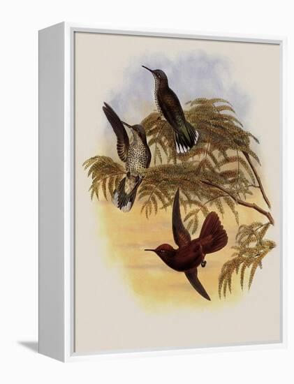 Leybold's Firecrown, Eustephanus Leyboldi-John Gould-Framed Premier Image Canvas