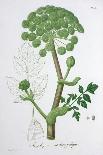 Amanita Caesaria (Caesar's Mushroom), 1821-LFJ Hoquart-Framed Giclee Print