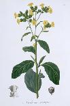 Mentha Piperita (Peppermint), 1821-LFJ Hoquart-Giclee Print