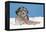 Lhasa Apso Cross Puppy (7 Weeks Old) With-null-Framed Premier Image Canvas