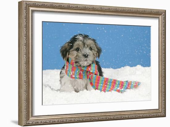 Lhasa Apso Cross Puppy (7 Weeks Old) With-null-Framed Photographic Print