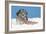 Lhasa Apso Cross Puppy (7 Weeks Old) With-null-Framed Photographic Print