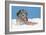 Lhasa Apso Cross Puppy (7 Weeks Old) With-null-Framed Photographic Print