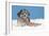 Lhasa Apso Cross Puppy (7 Weeks Old) With-null-Framed Photographic Print