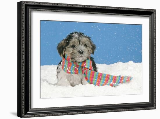 Lhasa Apso Cross Puppy (7 Weeks Old) With-null-Framed Photographic Print
