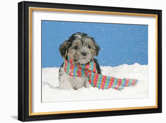 Lhasa Apso Cross Puppy (7 Weeks Old) With-null-Framed Photographic Print