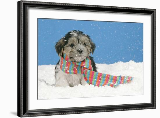 Lhasa Apso Cross Puppy (7 Weeks Old) With-null-Framed Photographic Print