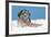 Lhasa Apso Cross Puppy (7 Weeks Old) With-null-Framed Photographic Print